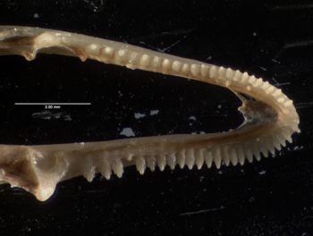 Media type: image;   Herpetology R-184659